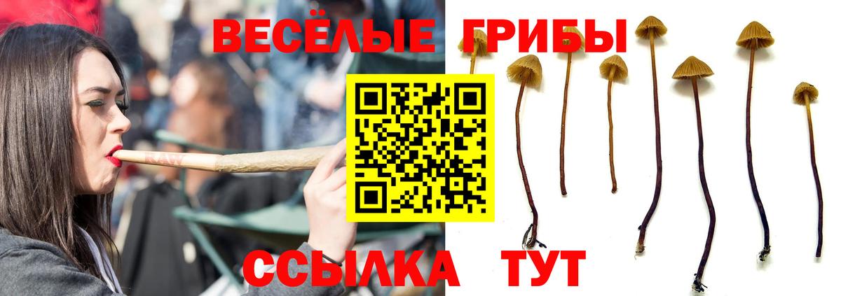 Псилоцибиновые грибы Psilocybe Анжеро-Судженск